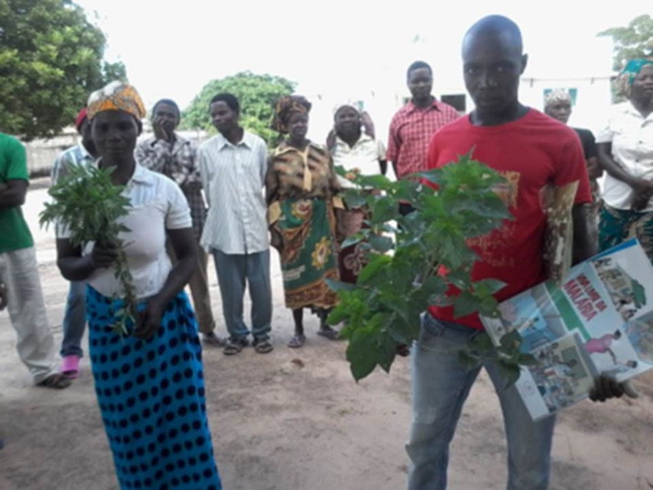 pMembers of thenbspNamitatar community structure demonstrate the use of plants in their community as mosquito repellent during the malaria prevention workshop in the district of Mossuril Mozambiquep