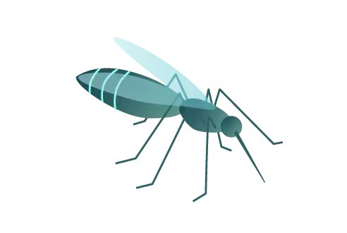 An illustration of a mosquito