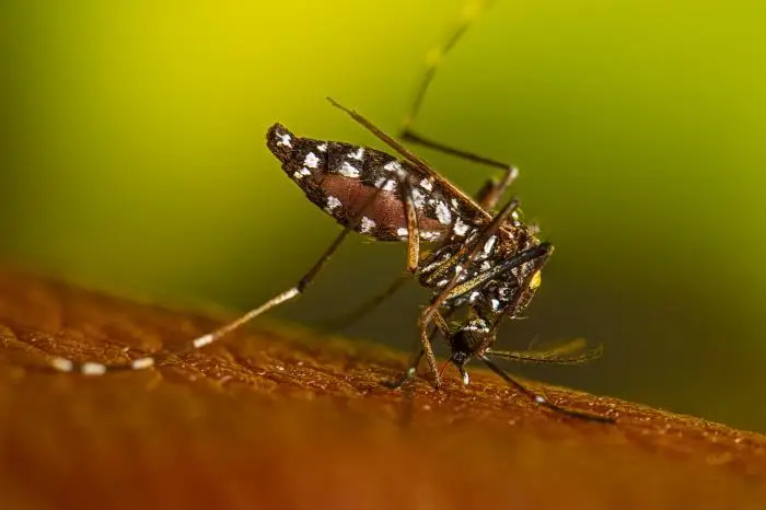 Lauren Bishop CDC Aedes