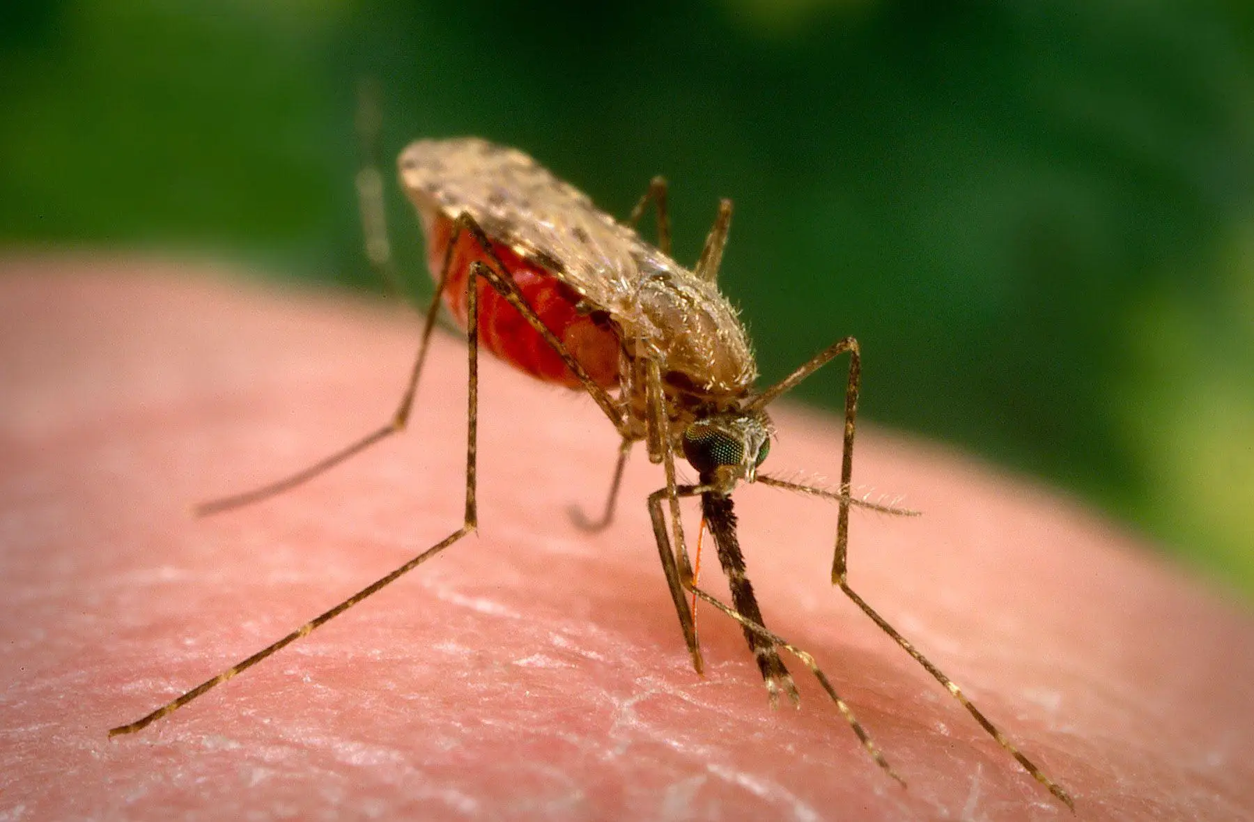 Anopheles