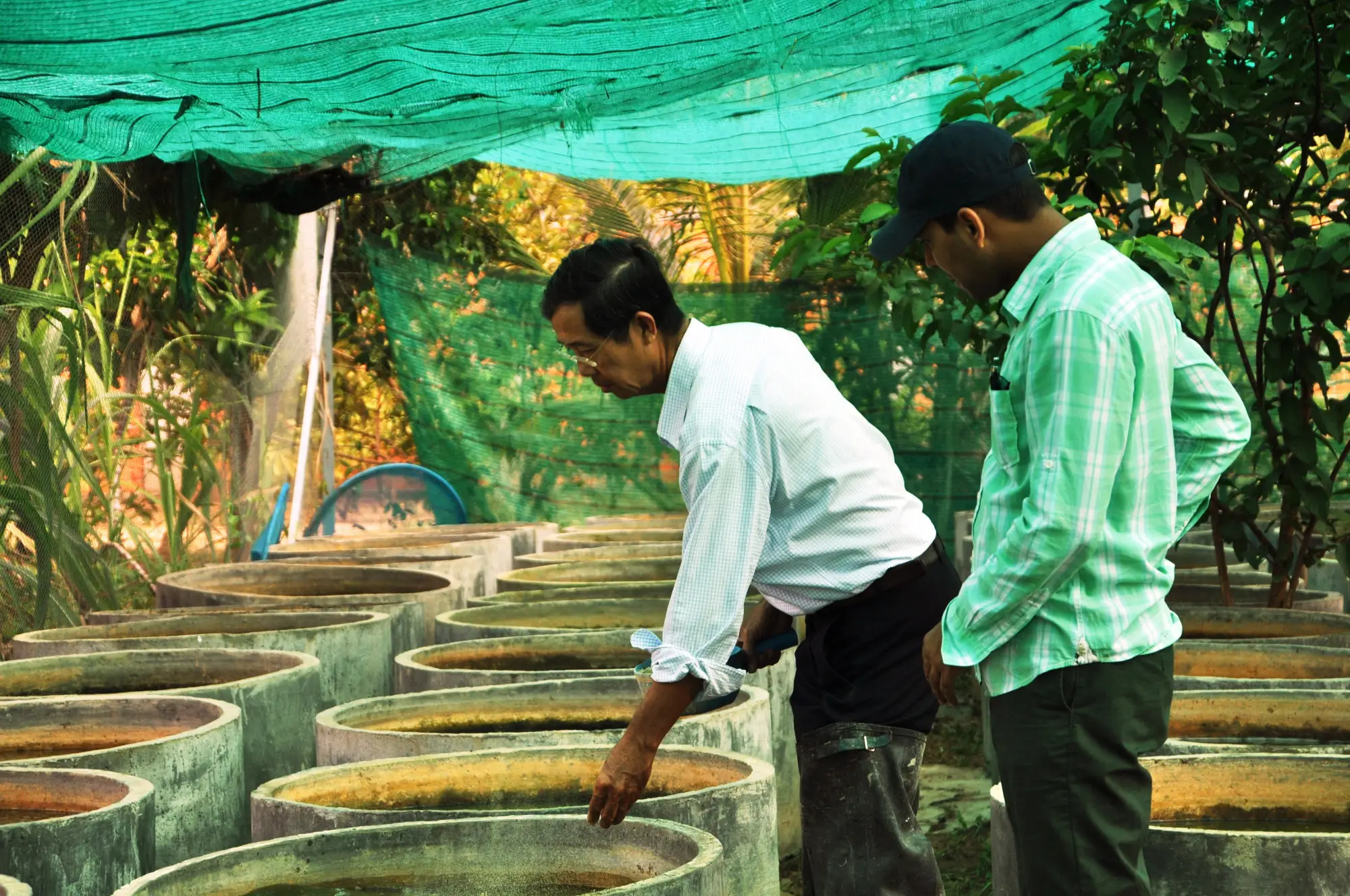 Feeding guppy fish 3_Guppy Farm_Krang Thnong commune, Sen Sok District