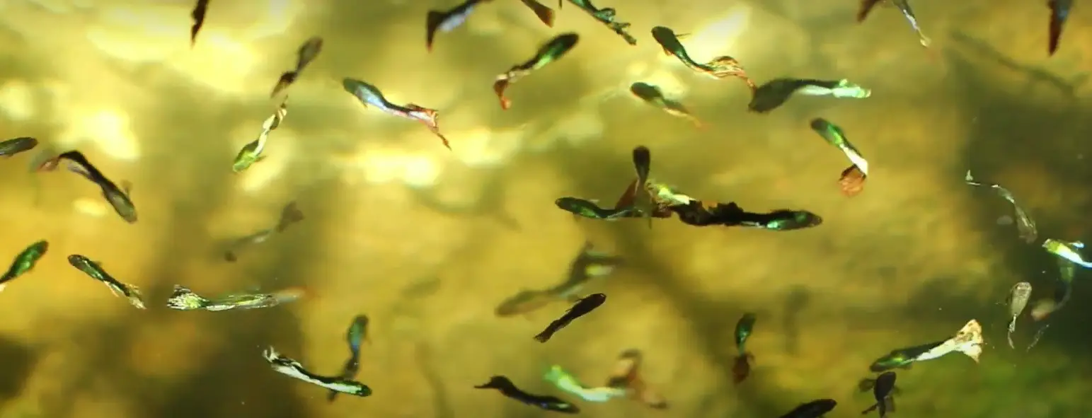 201611180101guppies