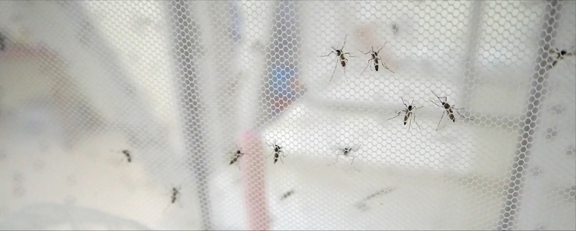 Mosquitoes on a net