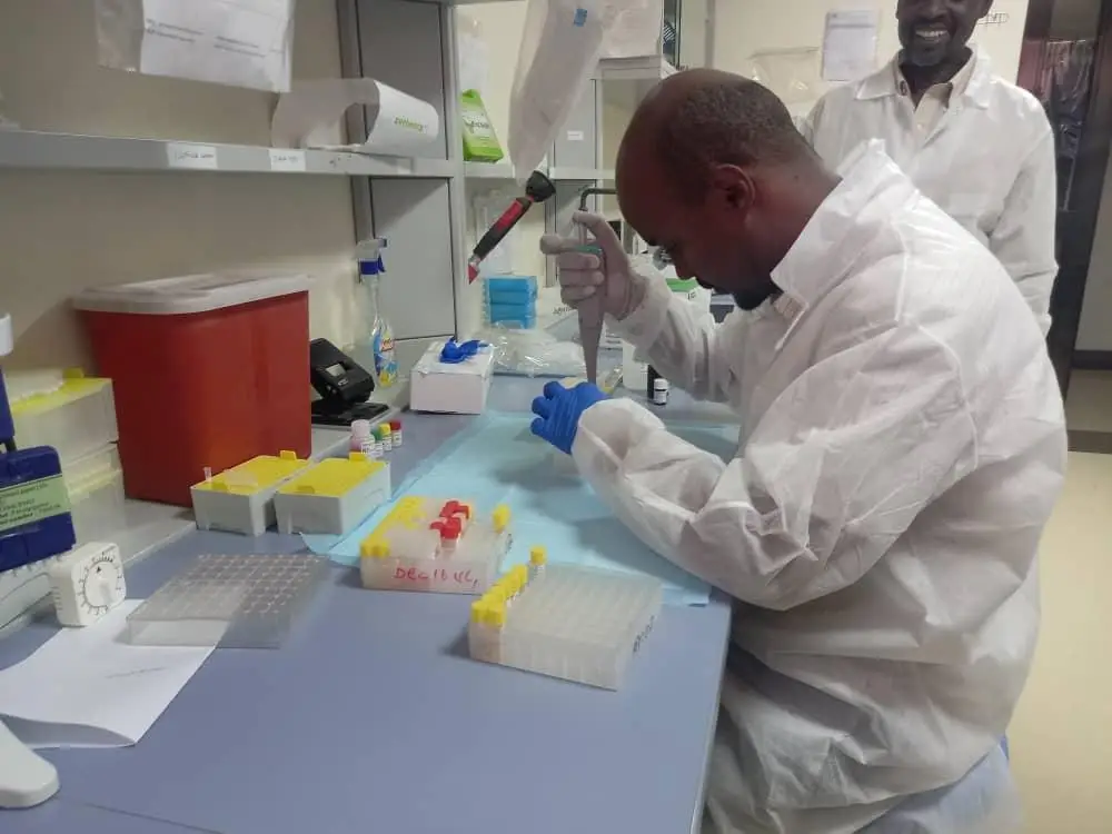 A laboratory worker pipettes samples