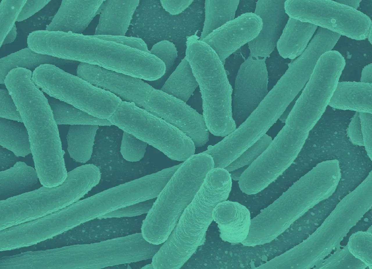 11200956 30 e colibacteria