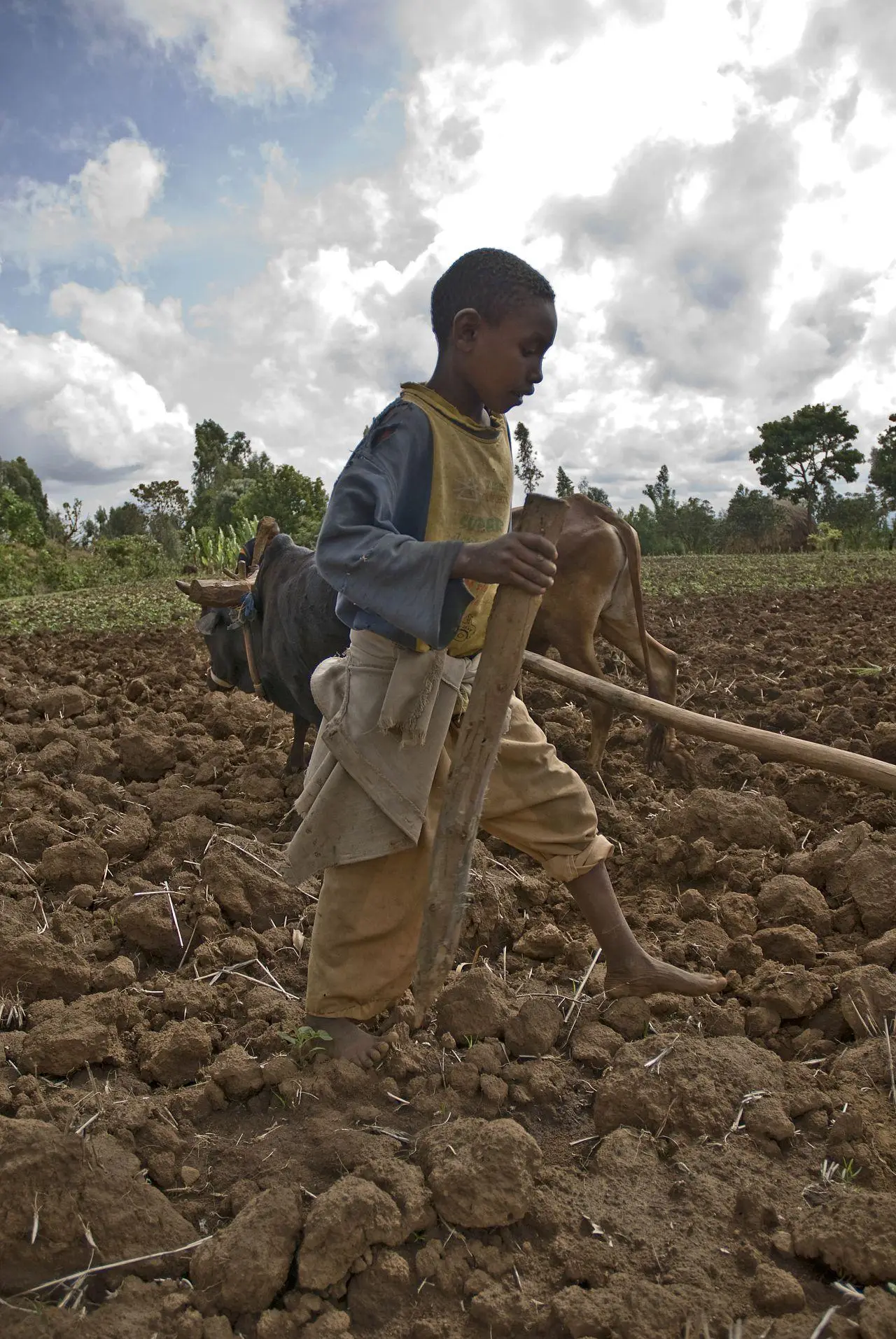 Boy working on a field in Sodo Zuria, Wolaita zone, Ethiopia. Credit: Clive Chilvers