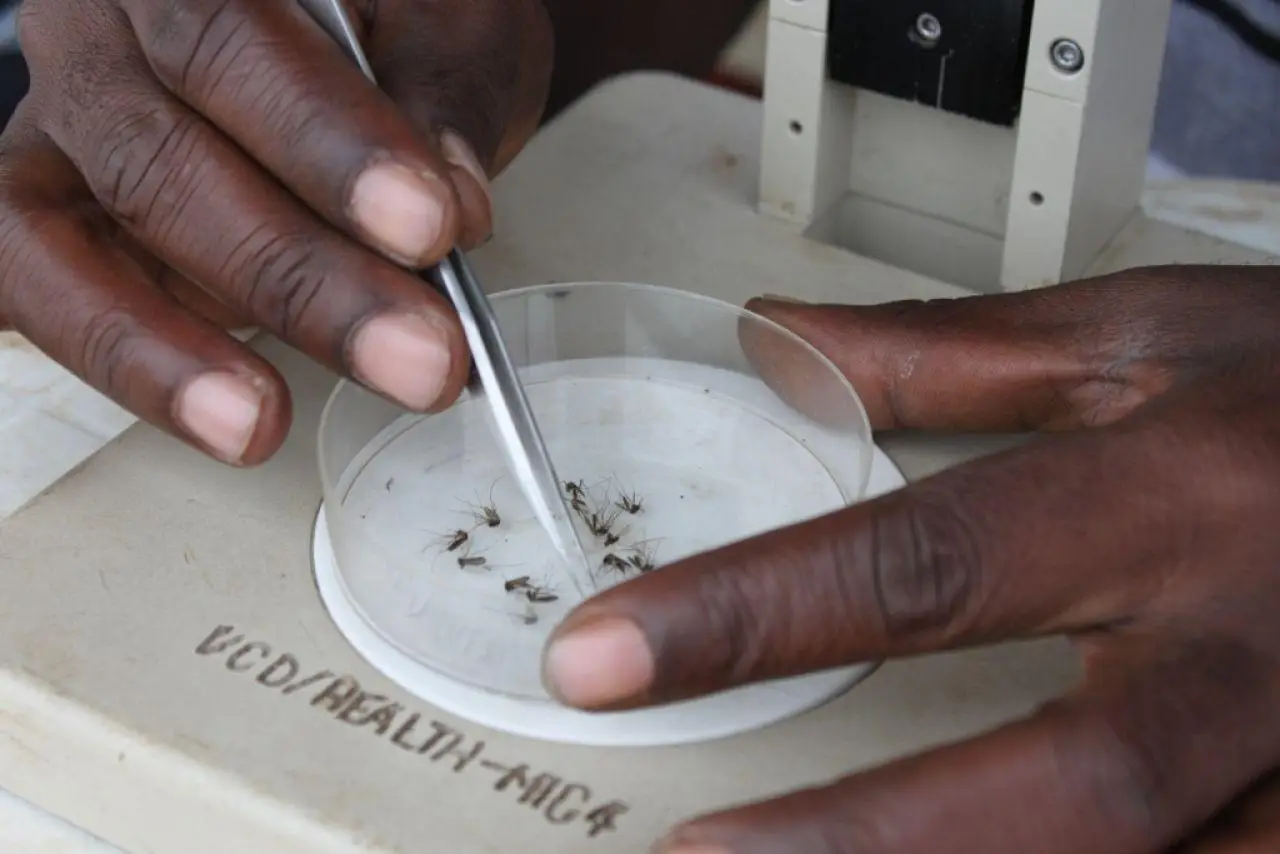 Charles Ntege sorts out mosquitoes before sending them to the central vector control division