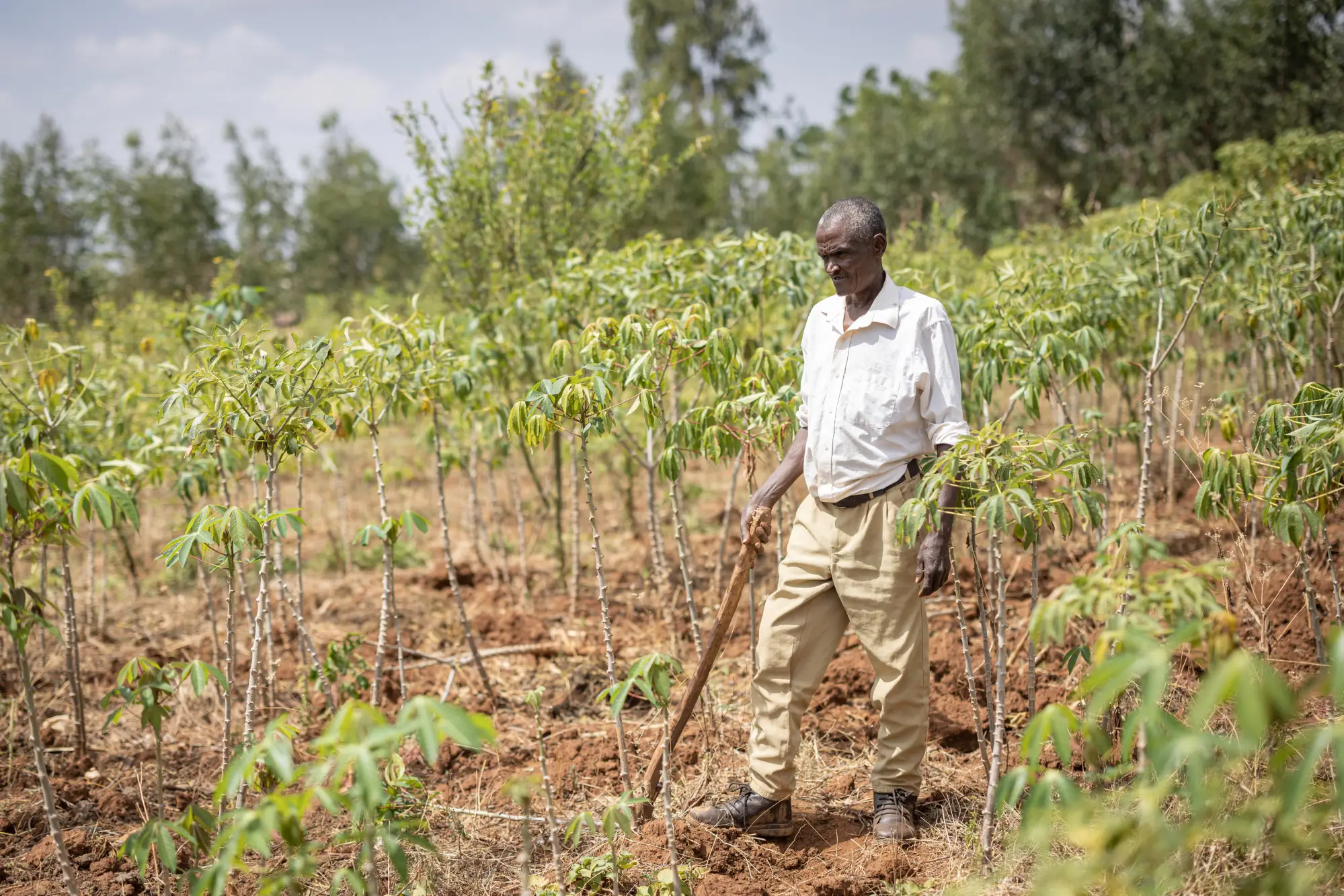 A podoconiosis patient walks on his farm on the red clay soil wearing the custom made shoes he received through the Happy Feet Project,Offa woreda, Wolaita zone, South Ethiopia Region, Ethiopia