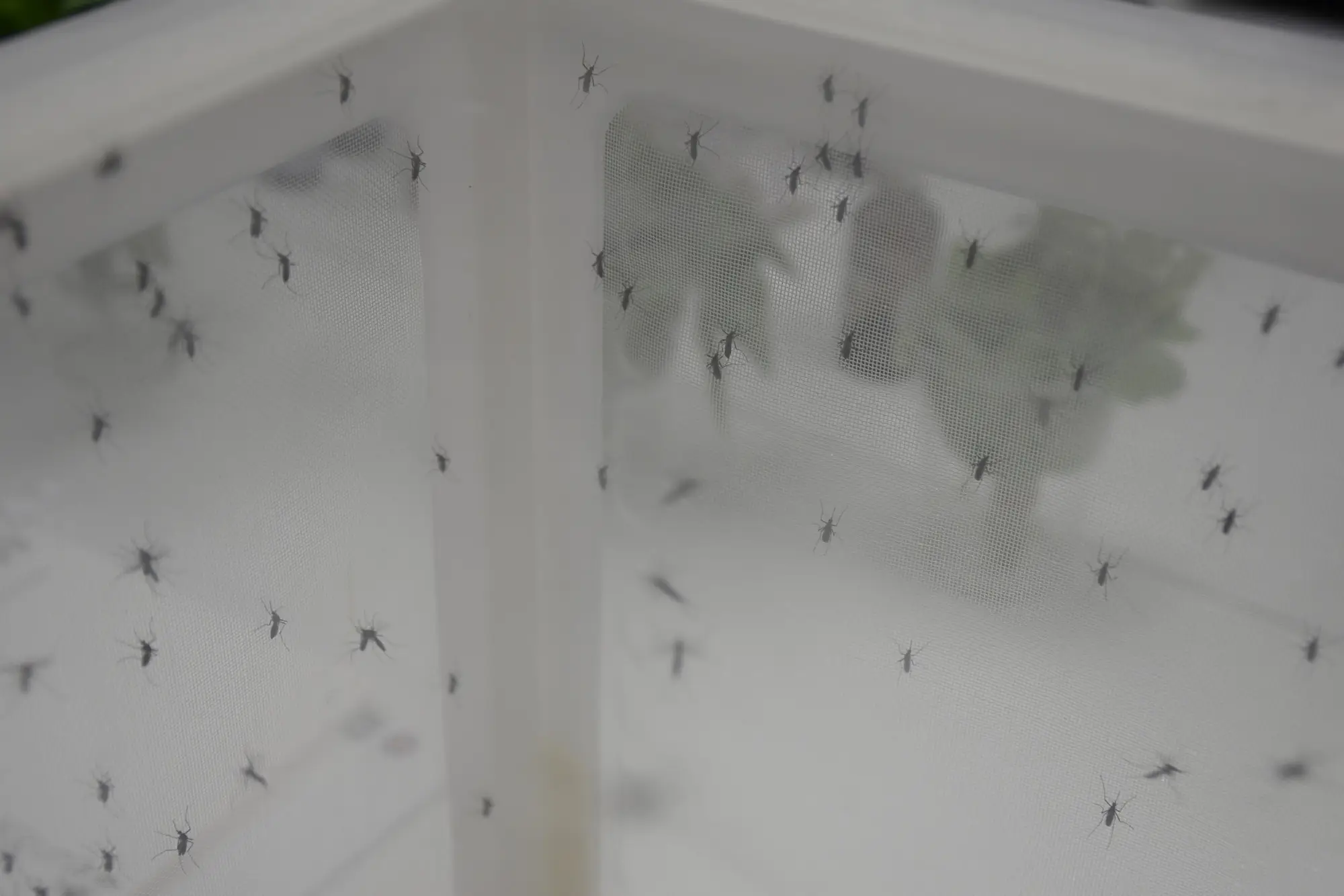 Mosquitoes under surveillance in dengue research