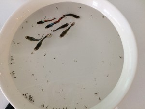Guppy fish eating mosquito larvae_During an experiment at the press chat