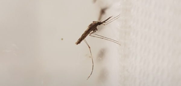 Photo for: PMI VectorLink: Integrated malaria vector control