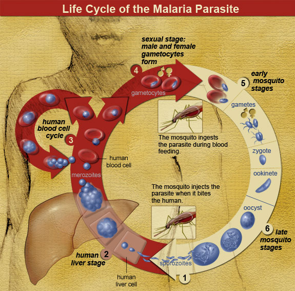 Malaria parasite life cycle (By national Institute of Allergy and Infectious Diseases [Public domain], via Wikimedia Commons)