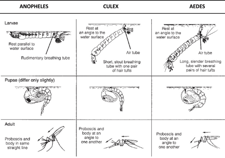 Features of different mosquito genera (Source - WHO, 1997, Vector Control Methods for Use by Individuals and Communities)