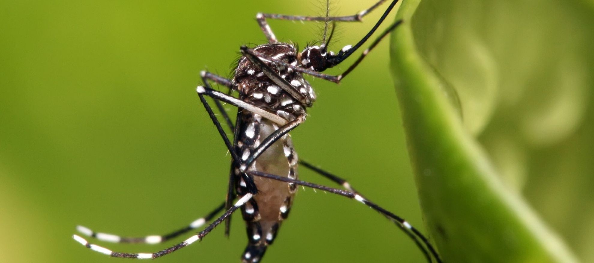 Latest News Who declares zika virus a public health emergency