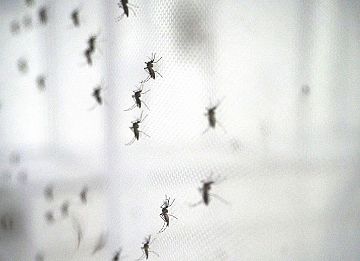 Latest News Malaria consortium webinar discusses the rising global threat of arboviruses