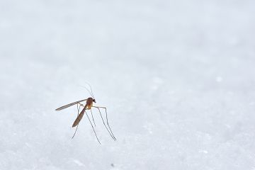 Latest News New research points to microsporidia as a potential malaria control tool
