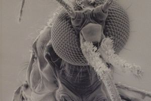 Photo for Malaria: Blood, Sweat and Tears Photographic Exhibition Opened in Paris