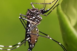 Photo for WHO declares Zika virus a public health emergency