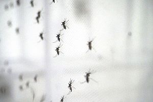 Photo for Malaria Consortium webinar discusses the rising global threat of arboviruses