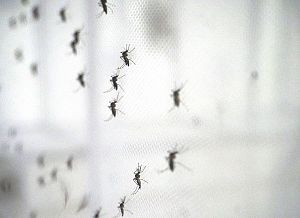 Photo for Malaria Consortium webinar discusses the rising global threat of arboviruses