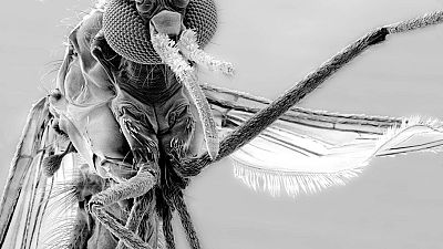 An electron microscope image of the female Anopheles mosquito, which is responsible for transmitting malaria in over 100 countries.  The head contains all of the significant sensory organs that the insect uses to find blood meals. 
