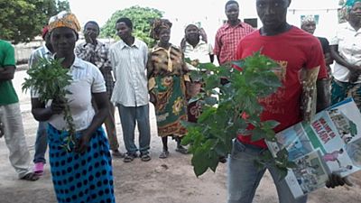 Members of the Namitatar community structure demonstrate the use of plants in their community as mosquito repellent during the malaria prevention workshop in the district of Mossuril, Mozambique.