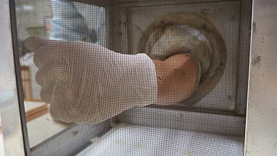 The arm-in-cage repellency test demonstrates mosquito landing and feeding activity on an untreated arm compared to an arm covered with a type of treated cloth.